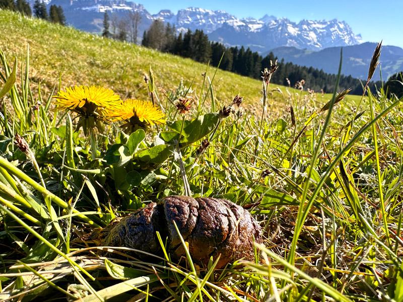 Le feci indicano la salute del cane